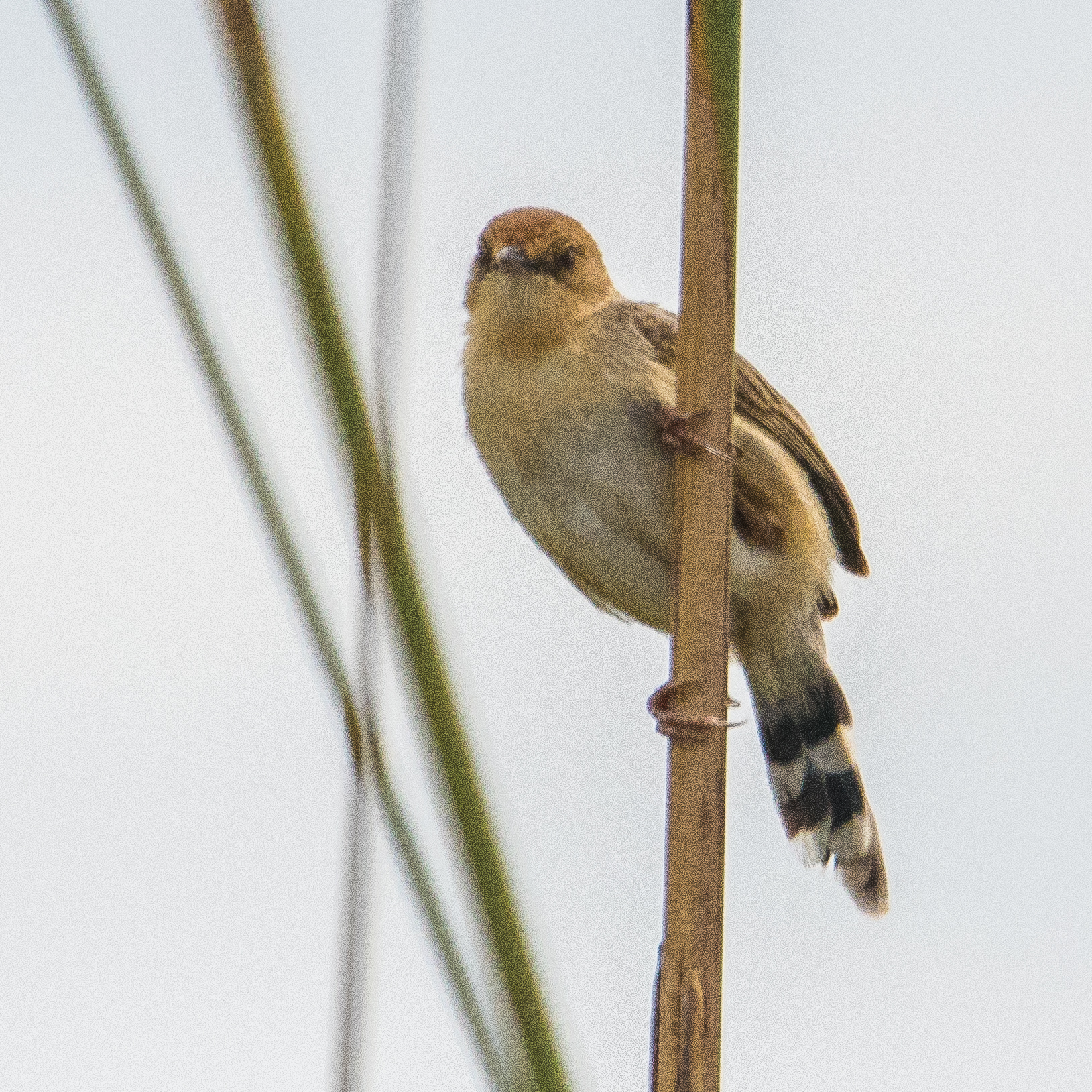 Cisticole pépiante (Chirping cisticola, cisticola pepiens), Magweggana spillway, Delta de l'Okavango, Botswana.